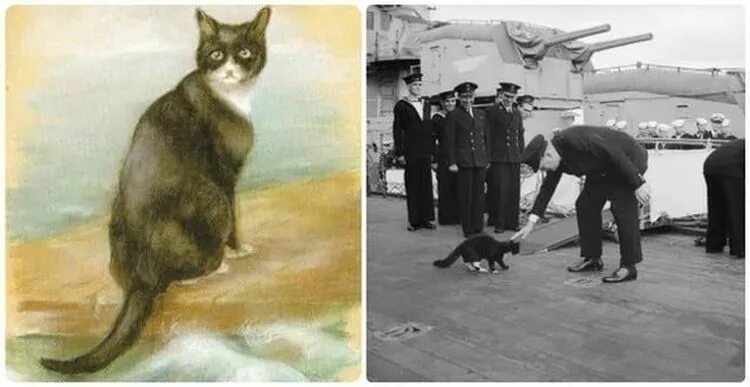 Действие кота если сема. Непотопляемый Сэм кот. Непотопляемый Сэм Корабельный кот. Джорджиной шоу-Бейкер непотопляемый Сэм. Кот Оскар непотопляемый.