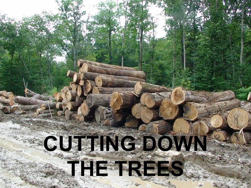 Cutting down Trees. Cut down. Cut down picture. Cut down Internet. Cut them down