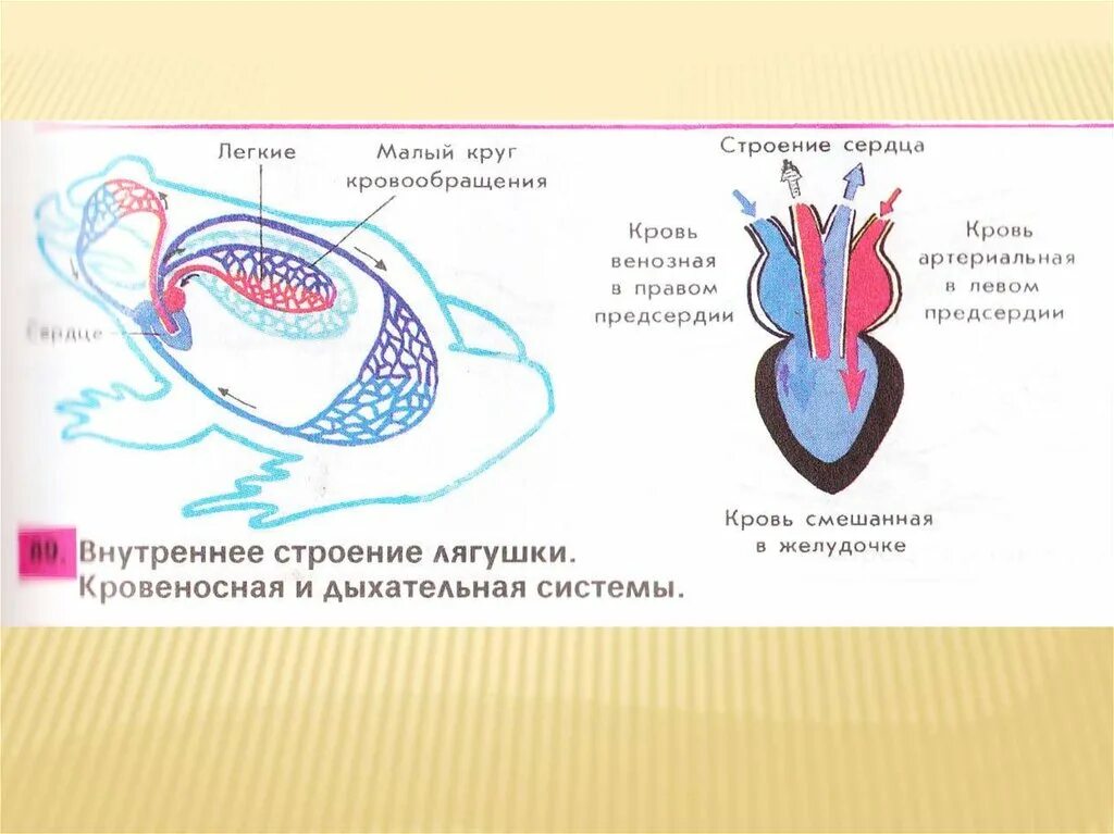 Кровеносная система амфибий схема. Малый круг кровообращения у земноводных схема. Кровеносная и дыхательная система лягушки. Строение кровеносной системы амфибий. Сердце амфибий круги кровообращения