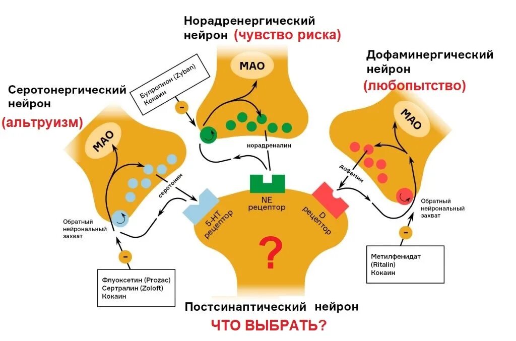 Обратный захват дофамина. Механизм действия антидепрессантов схема. Обратный захват серотонина и дофамина. Механизм действия транквилизаторов схема. Схема обратного захвата серотонина.