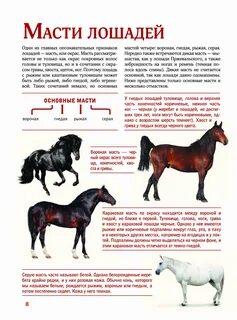 Монолог описание лошади