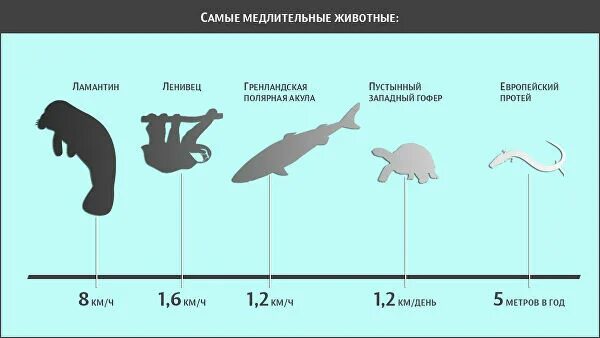 10 скоростей животных. Самые медленные животные таблица. скорость самых медленных животных. самые быстрые животные таблица. самое медленное животное в мире скорость.
