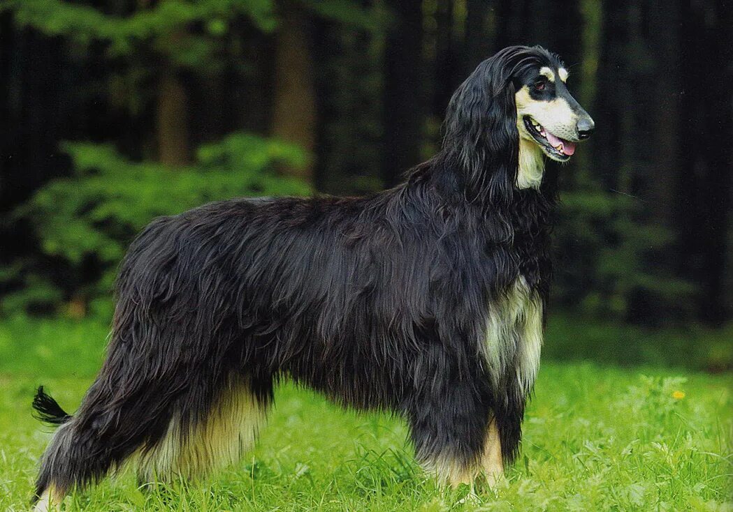 Лохматая борзая. Афганская борзая / Afghan Hound. Афганская борзая длинношерстная. Афганская овчарка серная. Афганская борзая черная.