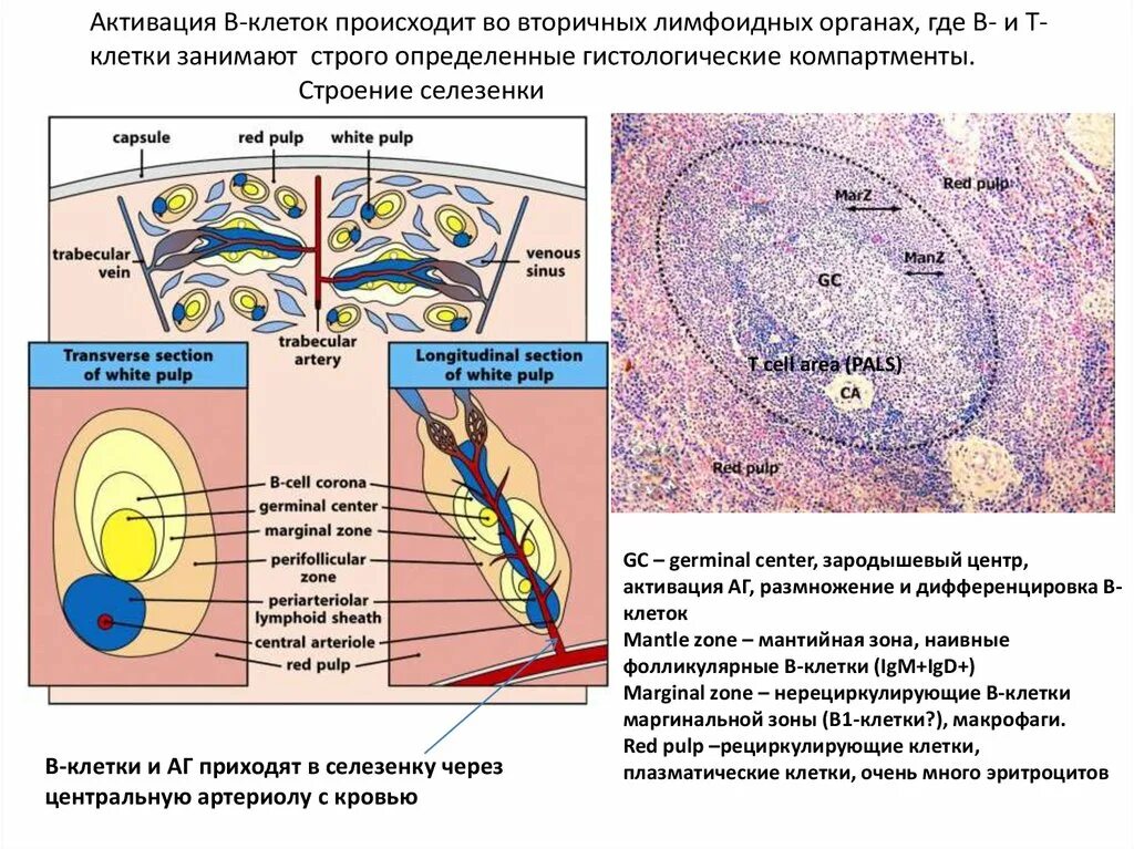 Активация в клеток. Происхождение фолликулярных клеток. Что такое т клеточная зона.