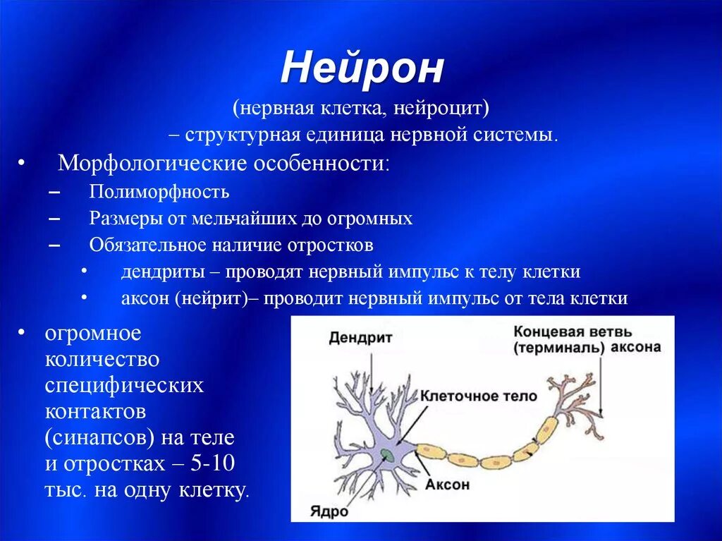 Нейрон. Строение нейрона. Нервная клетка Нейрон. Аксон отросток нервной клетки. Сеть нервных клеток у каких беспозвоночных