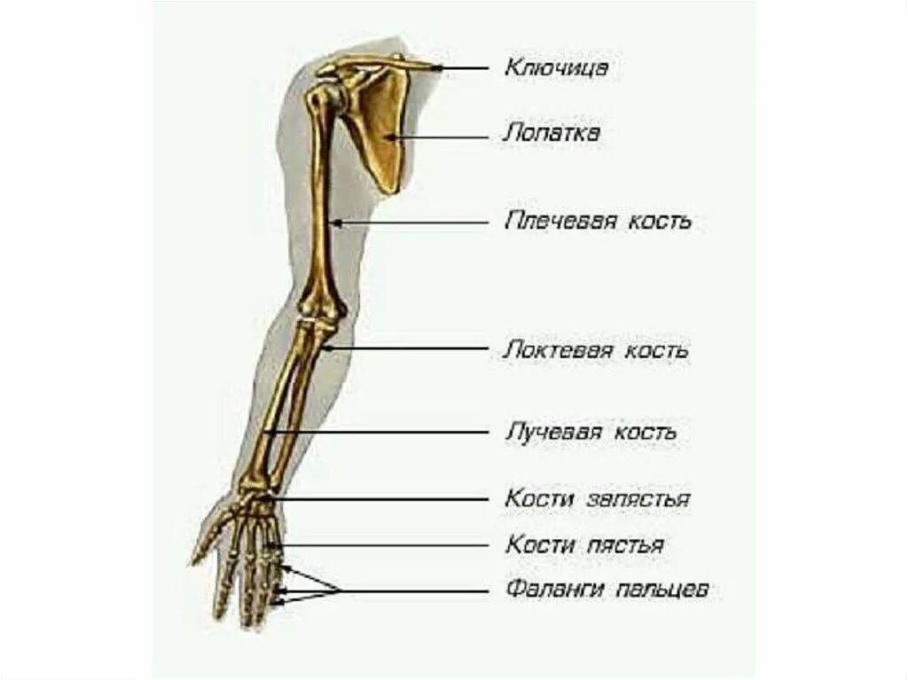 Сколько конечностей верхних конечностей. Отделы и кости скелета верхней конечности. Скелет верхней конечности анатомия. Скелет пояса верхних конечностей. Кости пояса верхней конечности человека анатомия.