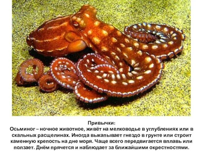 Осьминог группа животных относится к группе. Осьминоги. пресноводный осьминог. древесный осьминог. южный гигантский осьминог.