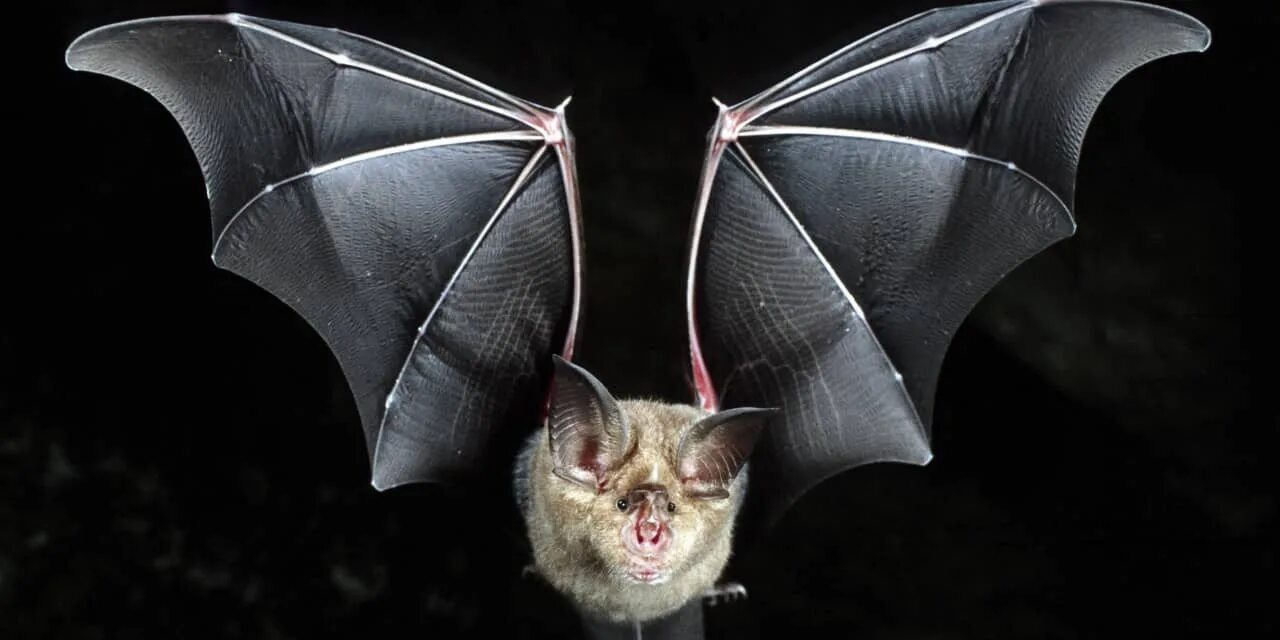 There are various myths surrounding bats those. Короновирусная летучая мышь. the bat. bats. bat png photo.