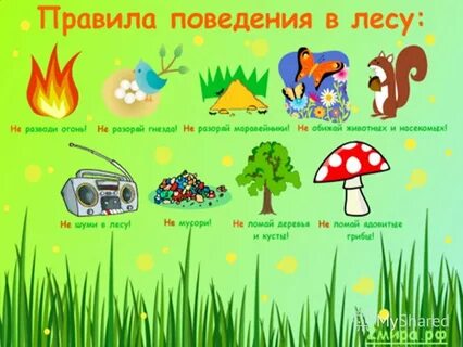 Занятие безопасность на природе
