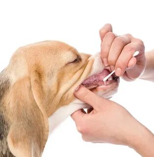 Getting a dog