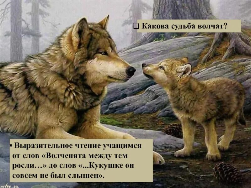 Стихотворение про волчицу и волчат. Волченята между тем росли Автор и название. Волки Бунин. Книжные иллюстрации про волчат. Краткое содержание кукушка бунин 7