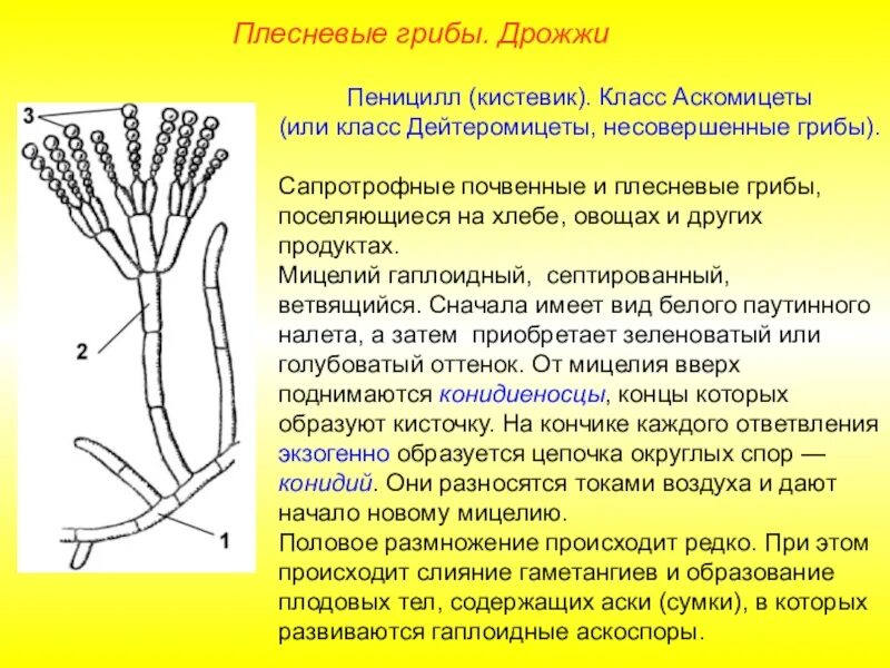 Способ питания пеницилла. Дейтеромицеты пеницилл. Строение мицелия пеницилла. Строение мицелия плесневого гриба пеницилла. Плесневые грибы пеницилл.