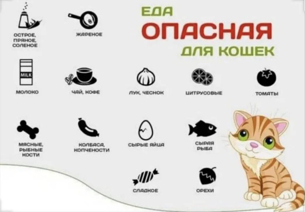 Что можно кошкам из еды. Что можно давать котятам. Питание котенка. Чем можно кормить кошку. Какую еду можно дать котенку.