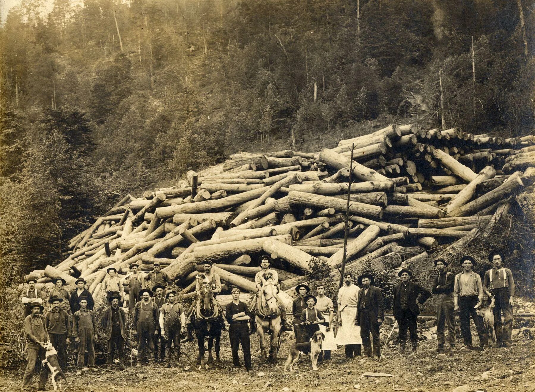 Огромные деревья старые фото. Избушка из секвойи риджфилд вашингтон сша 1938 год. Log history. Logs on truck. Лесорубы, портленд, 1915.