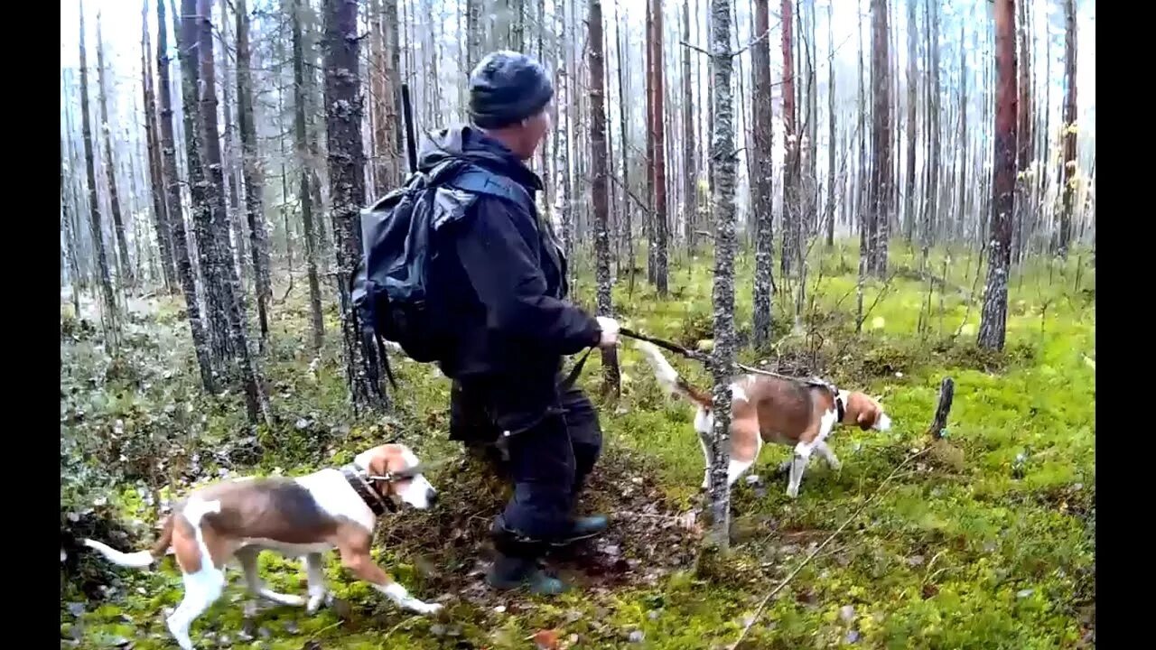 Чернотроп с гончими. Охота на зайца с гончими собаками по чернотропу. охота на зайца с гончими по чернотропу. эстонская гончая на охоте. охота с русской пегой гончей на зайца.