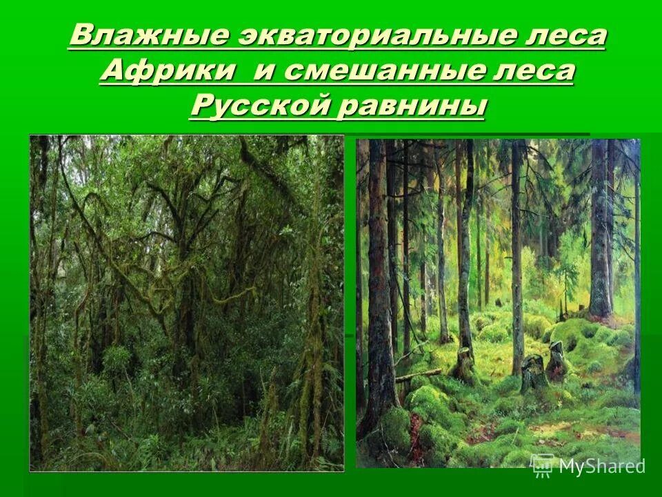 вечнозеленые муссонные леса. экваториальные леса смешанные. экваториальный лес африки климат. тропические вечнозеленые леса тайланда. лианы в тропическом лесу.