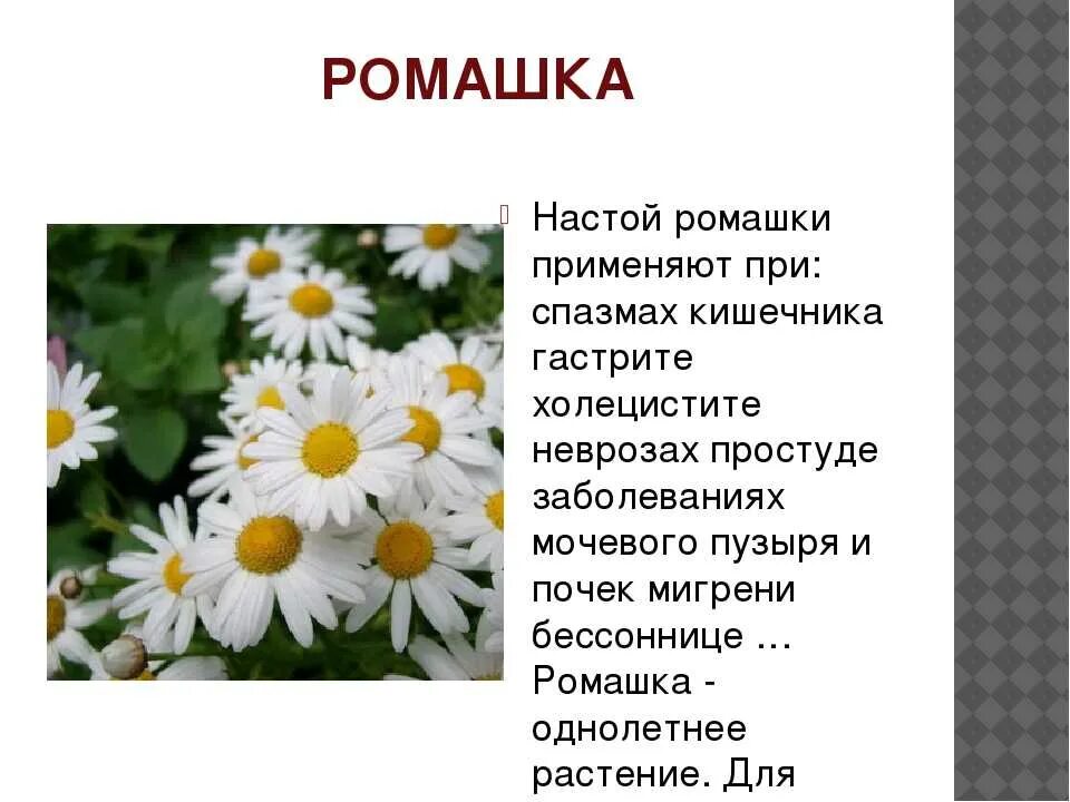 Текст описание ромашки 3 класс. Описание ромашки. Ромашка кратко. Описание цветка ромашки. Доклад про ромашку.