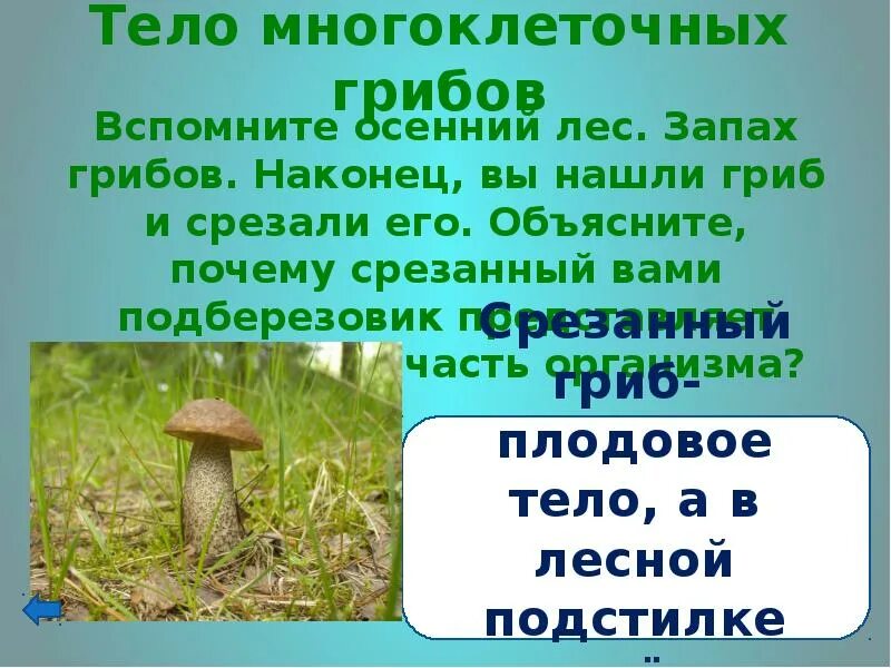 Схема летом в лесу приятно пахнет грибами. Вспомните осенний лес запах грибов. Летом в лесу приятно пахнет грибами. Запах грибов. Гриб с запахом.