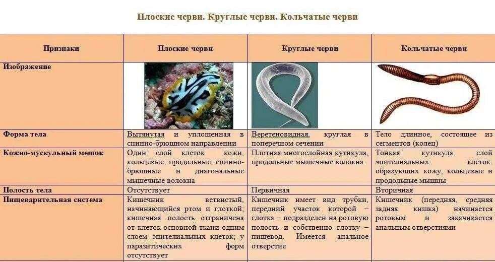Полость тела плоские круглые кольчатые. Тип плоские круглые кольчатые черви. Черви представители таблица. Представители кольчатых червей таблица. Таблица плоских круглых и кольчатых червей.