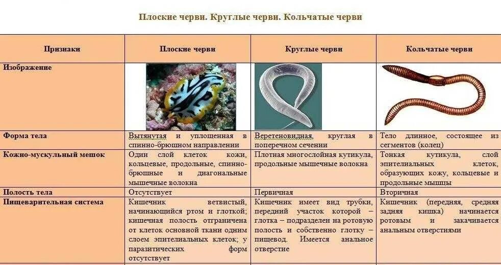 Тип плоские круглые кольчатые черви. Плоские круглые и кольчатые черви таблица. Представители кольчатых червей таблица. Тип круглые черви и Тип кольчатые черви.