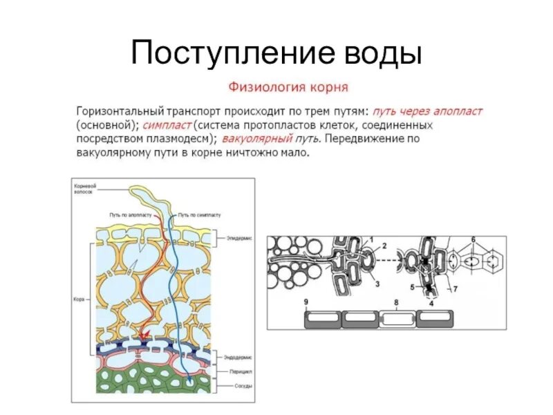 Вода поступает в корень через. Поступление воды в клетку растения. Механизм поступления воды в растительную клетку. Поступление воды. Транспорт воды через апопласт.