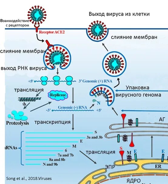 РНК вирусы. Цепочки РНК вирусы. Одноцепочечные ДНК вирусы. Одноцепочечные кольцевые РНК вирусы.