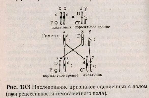 Генетические задачи Крисс кросс. Дальтонизм Тип наследования. Схема наследования дальтонизма. Задачи на гемофилию и дальтонизм