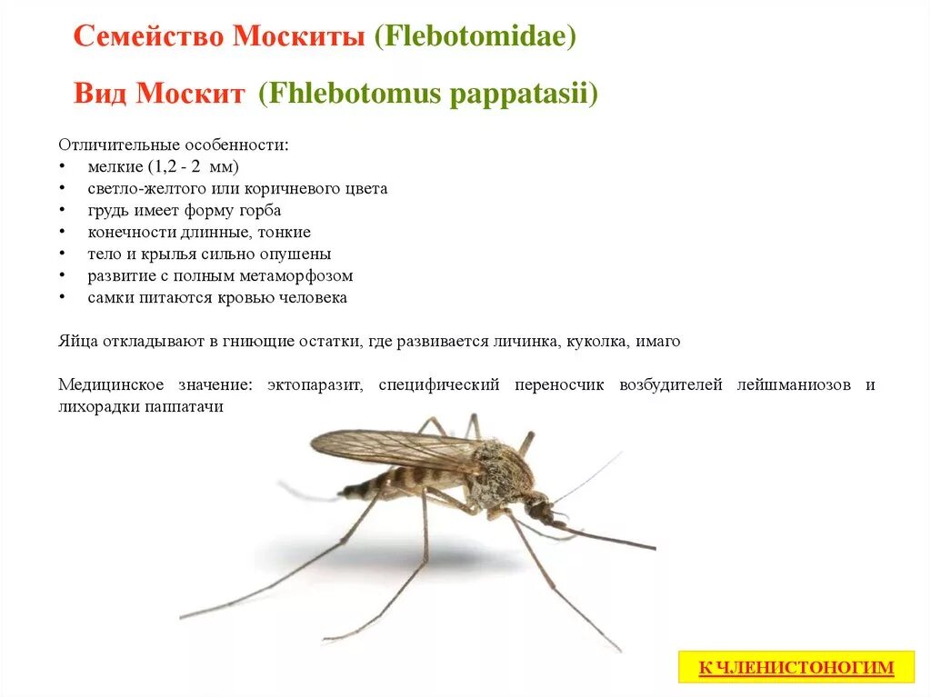 Строение москита Phlebotomus. Семейство москиты медицинское значение. Строение москита самка. Москиты систематика. Комар малярийный комар членистоногие двукрылые