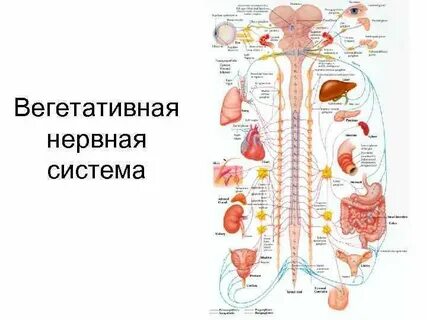 Вегетативная нервная система огэ