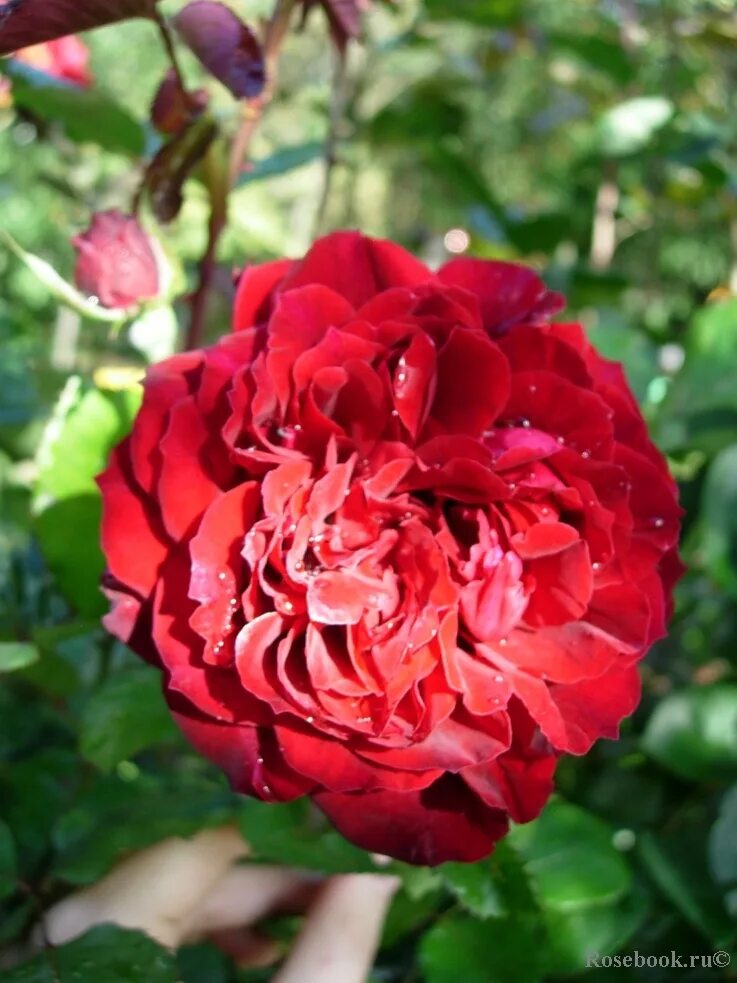 роза изабель ренессанс. роза изабель ортиз. роза чайно гибридная изабель. роза изабель ренессанс. улица розы изабеллы.