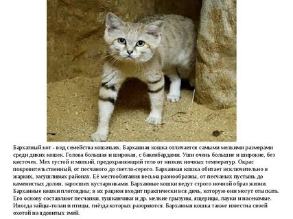 Животные из красной книги кошачьи