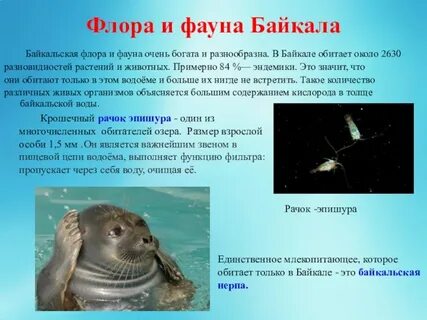 Животный мир озера байкал 6 класс