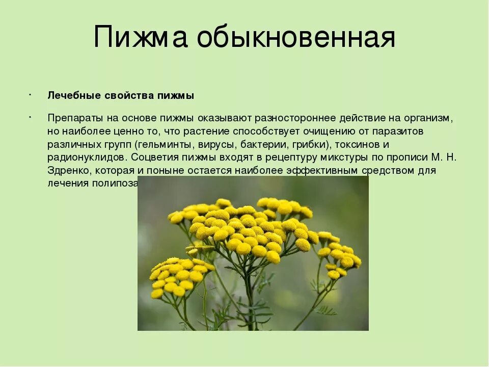 Пижма обыкновенная. Пижма обыкновенная лечебные. Пижма обыкновенная лекарственное. Травы пижмы обыкновенной. Свойства пижмы обыкновенной