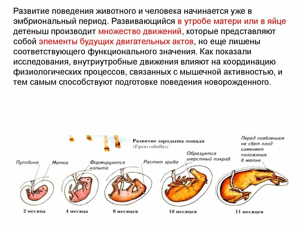 Онтогенез обучение. Пренатальный онтогенез (эмбриональный) этапы. Онтогенез животных. Формирование поведения в онтогенезе. Эмбриональный период развития животных.