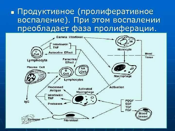 Признаки фазы пролиферации. Стадии пролиферации при воспалении. пролиферативное (продуктивное) воспаление. пролиферация механизм развития.