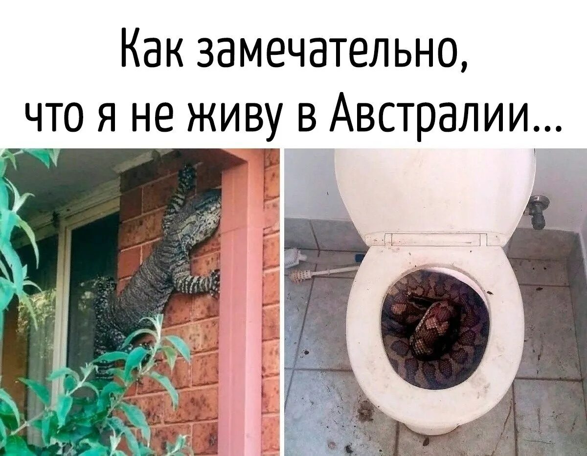 Австралия насекомые в домах