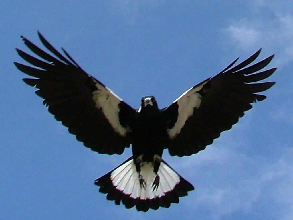 Белая птичка с черными крыльями. Черная птица с белым хвостом. Птица с черно белыми крыльями. Сорока в полете. Белая птица с черными крыльями.