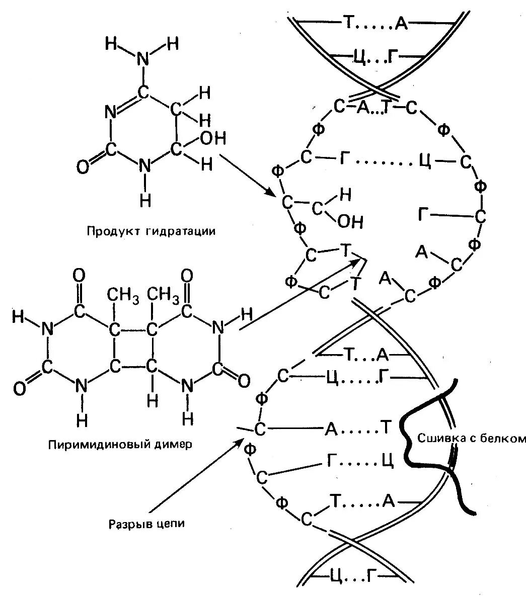 Тиминовые димеры. Тиминовые димеры репарация. Тиминовые димеры в ДНК. Образование тиминовых димеров.