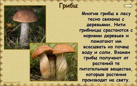 Как грибы связаны с деревьями