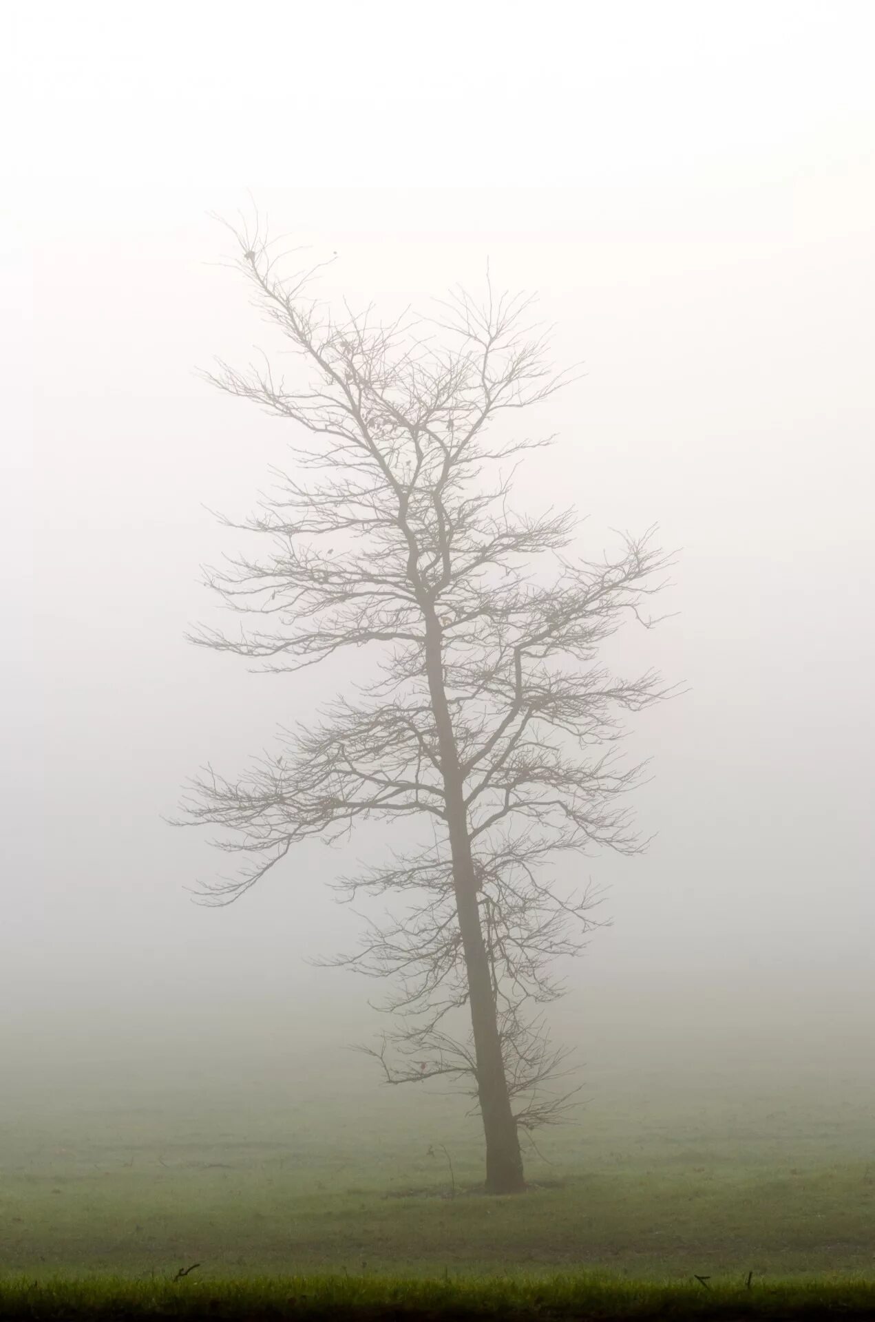 Ветвь туманного дерева. Картина деревья в тумане. Верхушки деревьев в тумане. Фотообои деревья в тумане. Мгла природа.