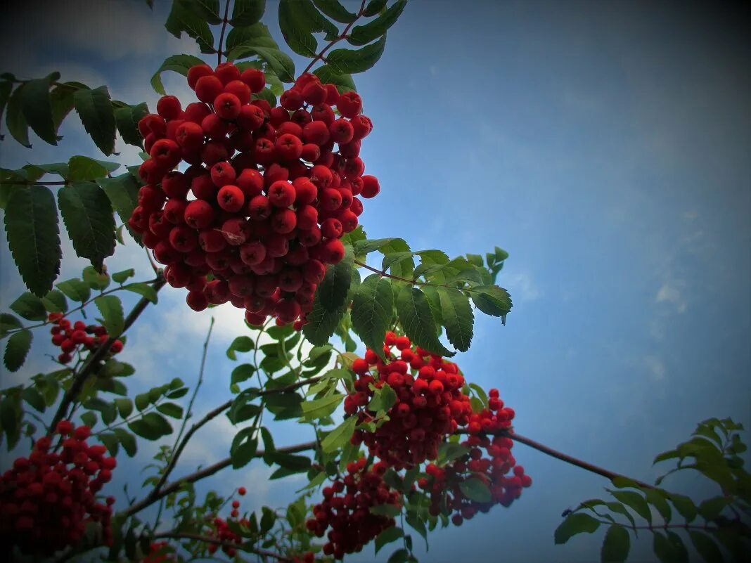 Рябина обыкновенная алая крупная. Стала сладкою рябина. Стала сладкою рябина. Арония красная куст ягода. Кукша рябинник.