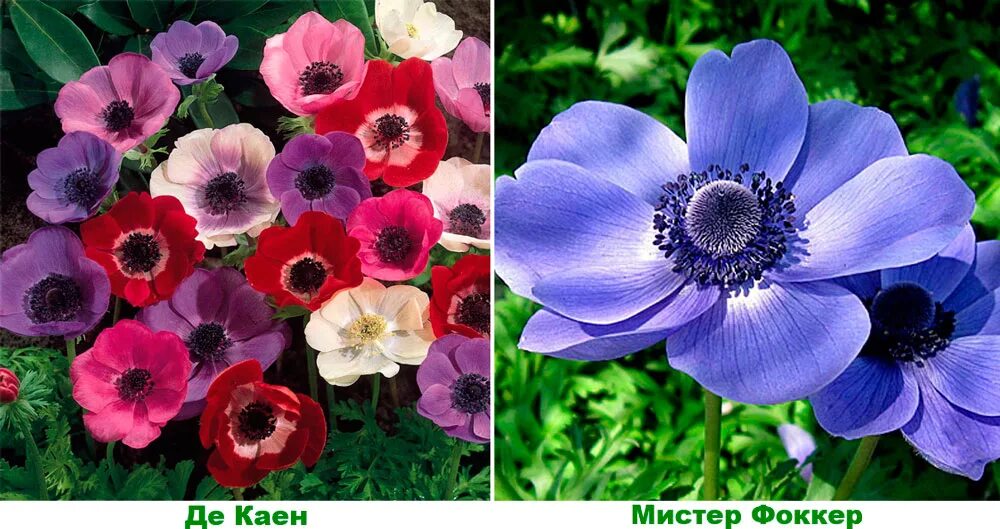 Anemone De Caen Mix 꽃 종류, 아네모네