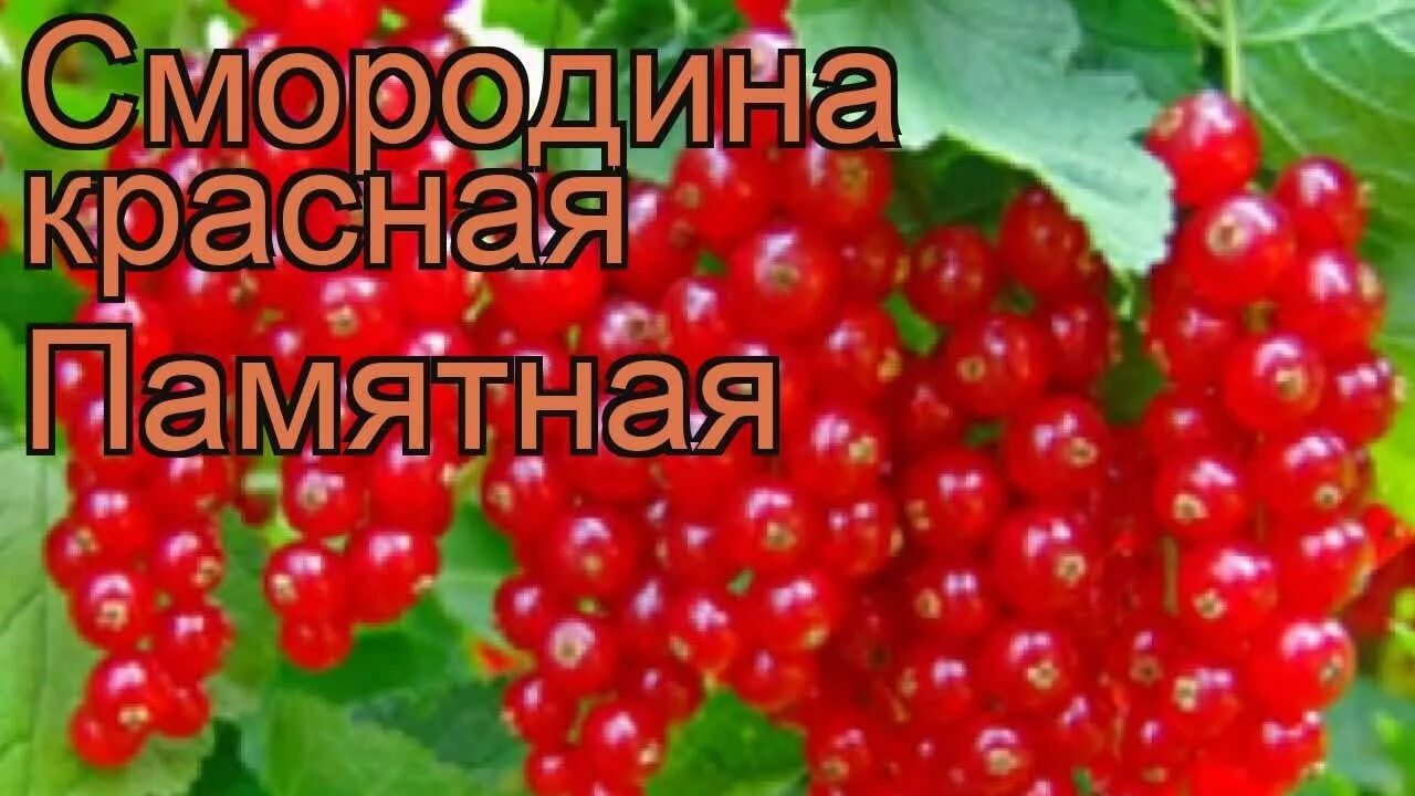 Смородина красная виксне. Смородина памятная. Смородина красная нива. Смородина красная йонкер ван тетс штамбовая. Смородина красная задунайская.
