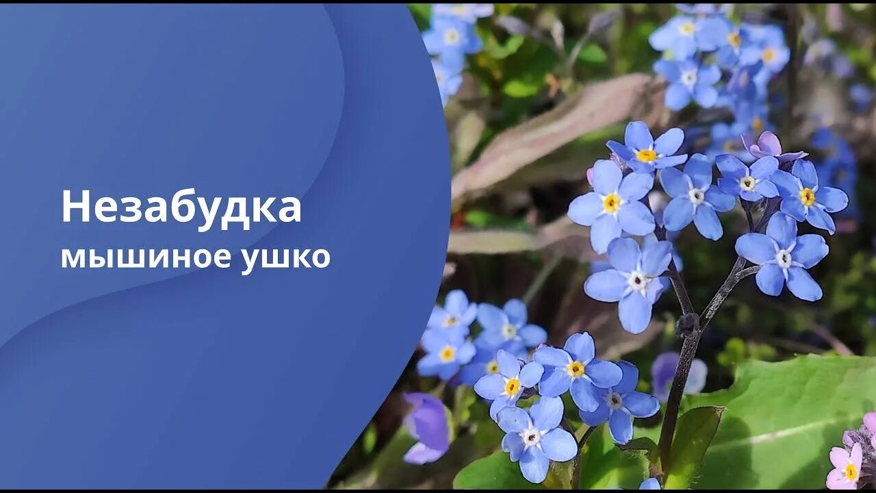 Лучшую песню незабудку. Мышиное ушко Незабудка. Незабудка твой любимый цветок. Незабудка мышиные ушки. Незо будка твой любимый цве ток.