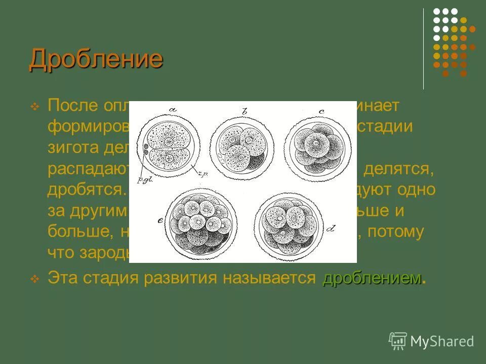 Деление клеток спорогенной ткани