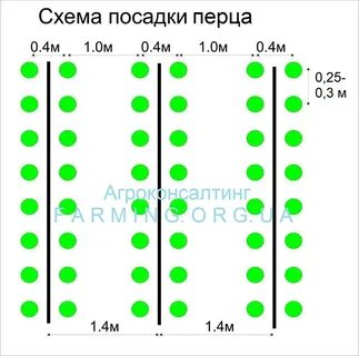 Посадка перцев в теплице расстояние между кустами