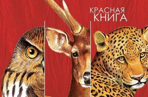 Обложка животные