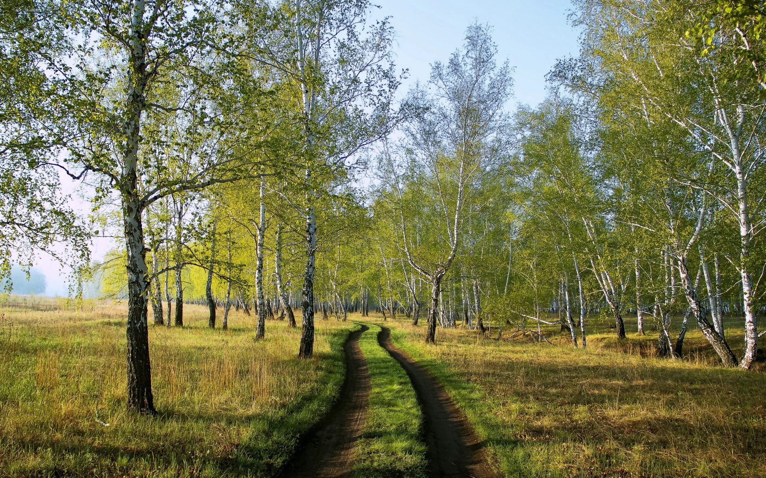 Русская природа. Березовая роща весной. Весенняя природа.