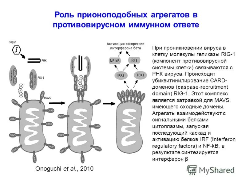 в клетку проникла вирусная рнк следующей последовательности
