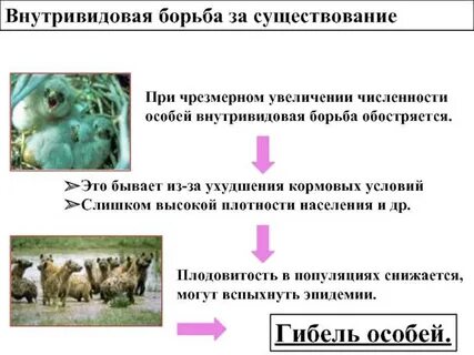 К внутривидовой борьбе не относится